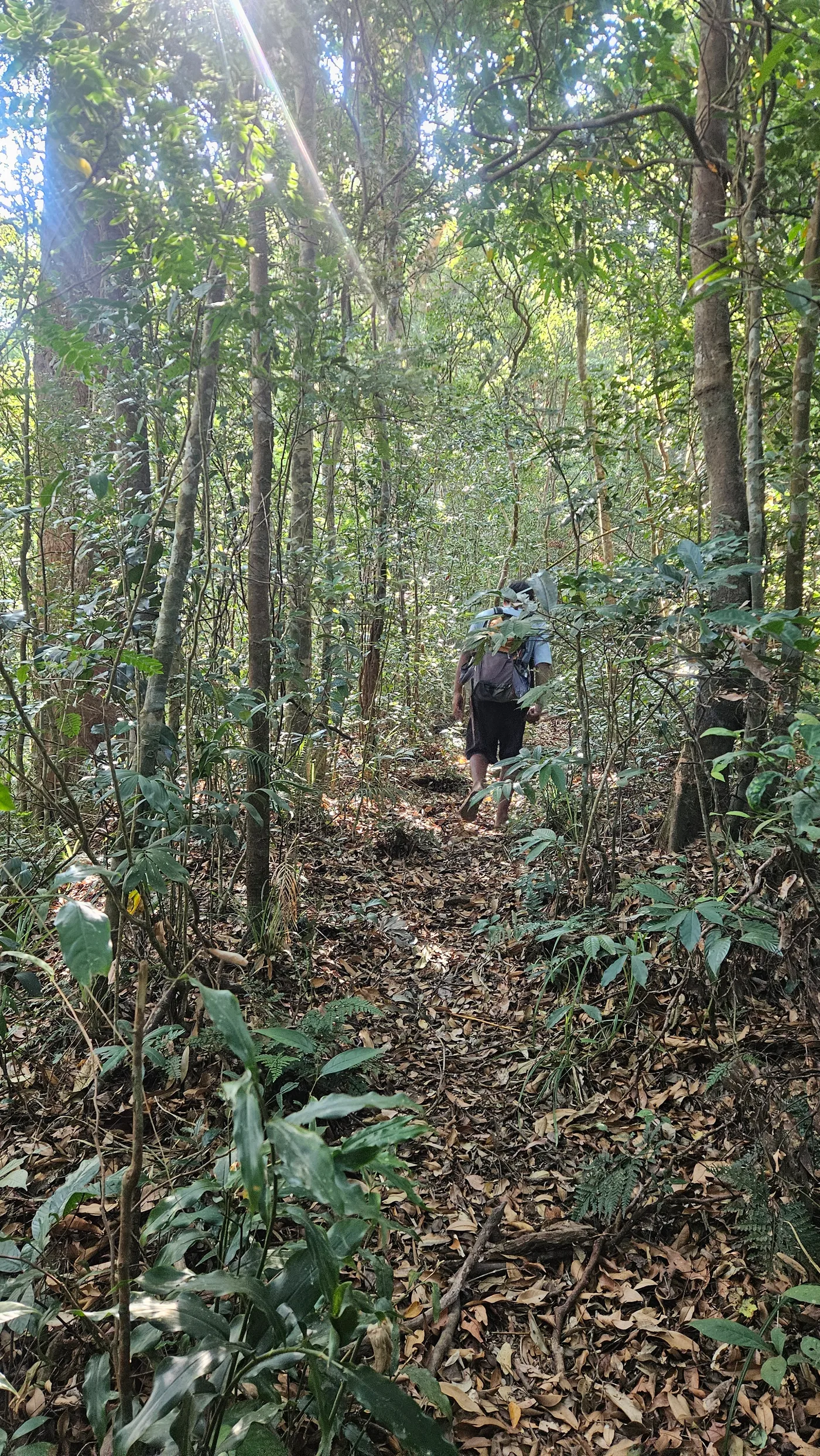 Pantingan Peak Trail