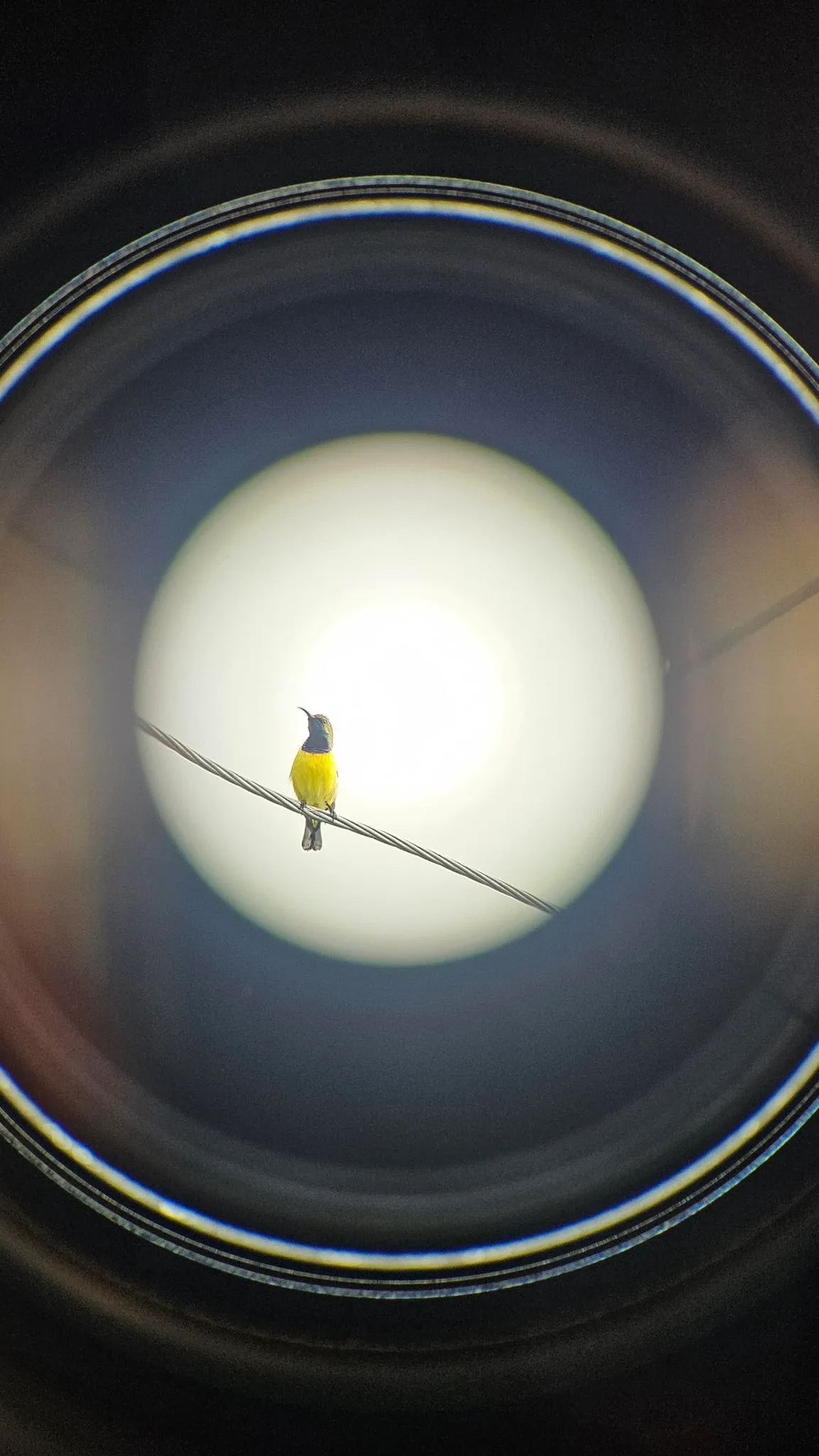 "Tamsi" or Garden Sunbird