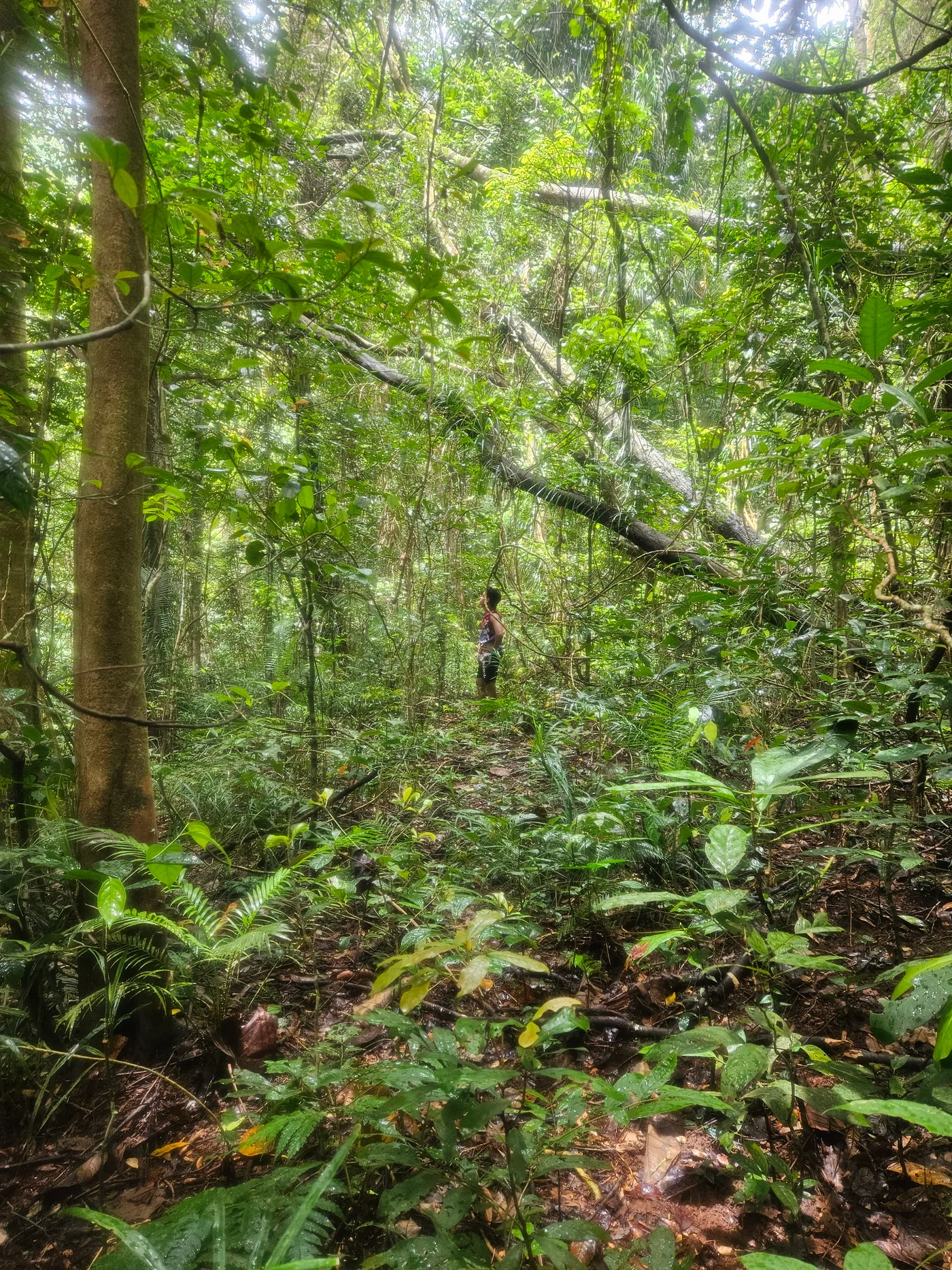 Dense Forest